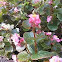 Begonia