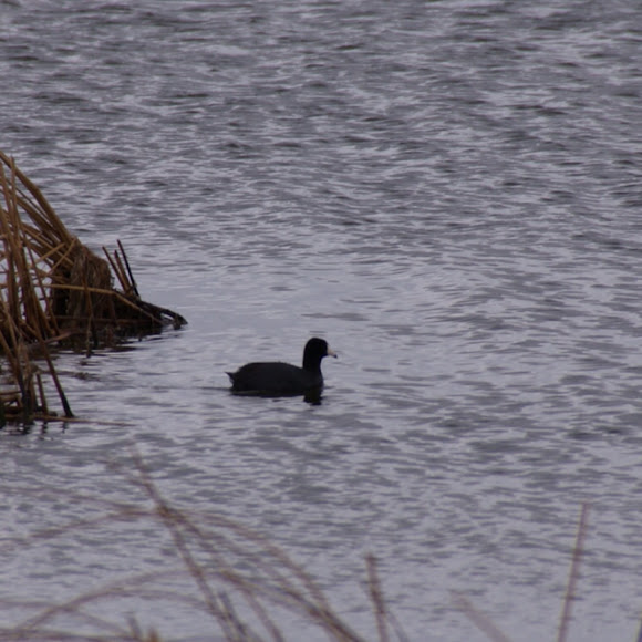 Spotting Image 1