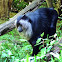 Lion-tailed Macaque
