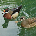 Wood Duck