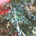 Cedar, female