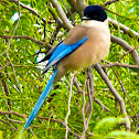 Pega-azul