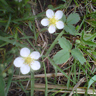 Wild strawberry