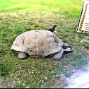 Aldabra Tortoise