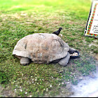 Gopher Tortoise