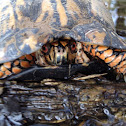 Eastern box turtle