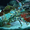 Spiny Lobster