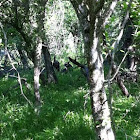 Wild Turkey