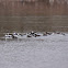 Buffleheads