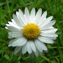 Common Daisy