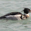 Red-breasted Merganser