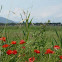 Poppies (Papaveri)