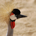 Grey Crowned Crane