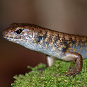 Murray's Skink