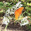 Gulf Fritillary