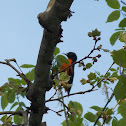 Baltimore Oriole