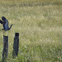 White-Faced Heron