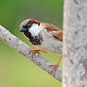 House Sparrow