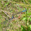 Damselfly