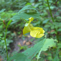 Yellow Jewelweed