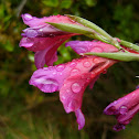 wild gladiolus; gladiolo de monte