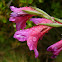 wild gladiolus; gladiolo de monte