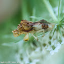 Jagged ambush bug