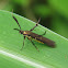 Cosmet Moth