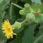 Common sow-thistle