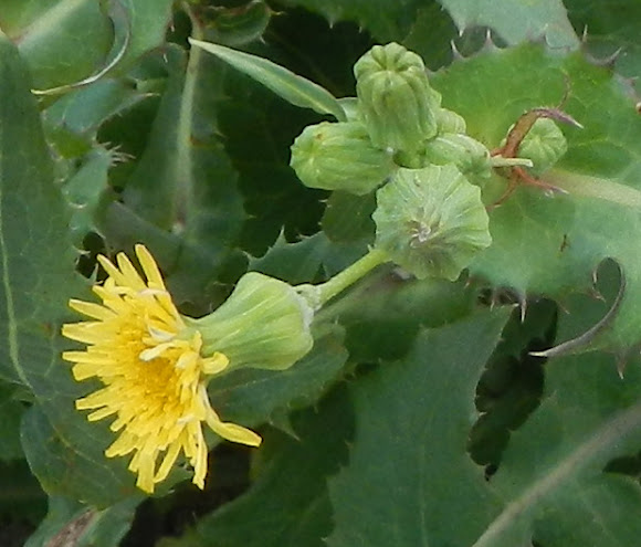 Spotting Image 1