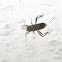 Broad-headed bug