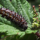 unknown caterpillar