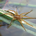 Raft Spider