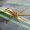 Raft Spider