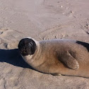 Harp Seal