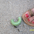 Tobacco hornworm