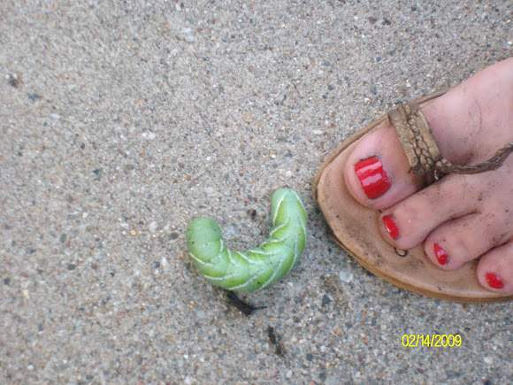 Spotting Image 1