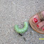 Tobacco hornworm