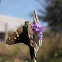 Long Tailed Skipper
