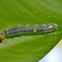 Caterpillar