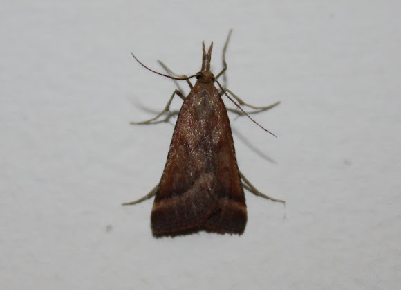 Spotting Image 1