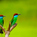 Blue-throated Bee-eater