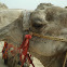 Camel