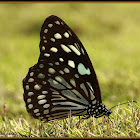 Blue Tiger