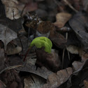 Norway maple