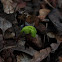 Norway maple