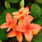 Ixora Coccinea