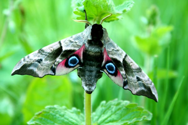 Smerinthus ocellatus