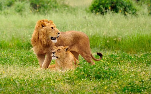 download Lions HD Wallpaper free