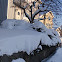 Tree and Snow